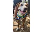 Adopt Candy a Labrador Retriever / Hound (Unknown Type) / Mixed dog in