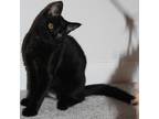 Adopt Brimstone a All Black Domestic Shorthair / Mixed cat in Durham