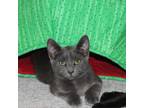 Adopt Lovebug a Gray or Blue Domestic Shorthair / Mixed cat in Durham