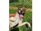 Adopt Bo a Australian Cattle Dog / Mixed dog in Wilmington, NC (38966381)