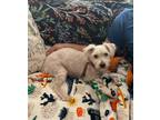 Adopt Jojo a White Schnauzer (Miniature) / Poodle (Miniature) / Mixed dog in