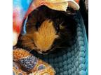 Adopt Buzz a Guinea Pig small animal in Las Vegas, NV (38987804)