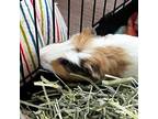 Adopt Woody a Guinea Pig small animal in Las Vegas, NV (38987803)