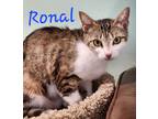 Adopt Ronal a Domestic Shorthair / Mixed (short coat) cat in Cambridge