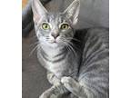 Adopt Marla a Domestic Shorthair / Mixed (short coat) cat in Hampton