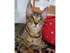 Adopt Mac a Domestic Shorthair / Mixed (short coat) cat in Hampton