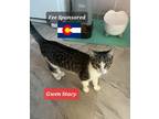 Adopt Gwen Stacy a Domestic Shorthair / Mixed (short coat) cat in Aurora