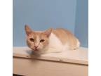 Adopt Mr. Jingles a White (Mostly) Domestic Shorthair / Mixed cat in Monroe