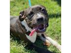 Adopt Harrison a Gray/Silver/Salt & Pepper - with White American Pit Bull