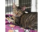 Adopt Venus a Domestic Shorthair / Mixed (short coat) cat in Ewing