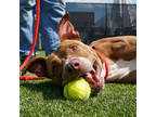 Adopt Bonk a Brown/Chocolate American Pit Bull Terrier / Mixed dog in Atlanta