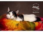 Adopt Maybelle a Black & White or Tuxedo Domestic Shorthair / Mixed cat in Salt