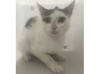 Adopt Momma Cat *barn Home Needed* a Domestic Shorthair / Mixed cat in