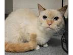 Adopt Pokey * Bonded With Cuddles * a Domestic Shorthair / Mixed cat in
