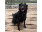 Adopt Bella a Black Labrador Retriever / Labrador Retriever / Mixed dog in