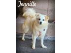 Adopt Tennille a Tan/Yellow/Fawn - with White Pomeranian / Mixed dog in Anaheim