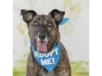 Adopt Raymona a Shepherd (Unknown Type) / Greyhound / Mixed dog in Pacific