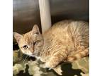Adopt Natasha a Domestic Shorthair / Mixed cat in Rocky Mount, VA (38986218)