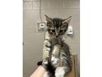 Adopt Ateez a Domestic Mediumhair / Mixed cat in Birmingham, AL (38926603)