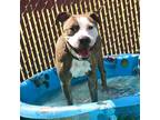 Adopt Dior a Pit Bull Terrier / Mixed dog in Salisbury, MD (38974860)