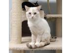 Adopt Casper a Domestic Shorthair / Mixed cat in Pleasant Hill, CA (38975033)