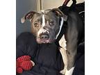 Adopt Ryder a American Pit Bull Terrier / Mixed dog in San Diego, CA (38951482)