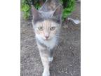 Adopt Mitsy D. a Domestic Shorthair / Mixed cat in Battle Ground, WA (38985943)