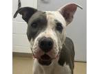 Adopt Clarice a White - with Tan, Yellow or Fawn American Staffordshire Terrier