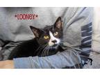 Adopt Looney a Black & White or Tuxedo Domestic Shorthair (short coat) cat in
