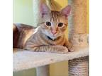 Adopt A&E: Alvin a Orange or Red Domestic Shorthair / Mixed cat in Arlington