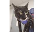 Adopt Sebastian a Domestic Shorthair / Mixed cat in Birdsboro, PA (38976744)