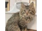 Adopt Carbon- Adoption Pending a Brown or Chocolate Domestic Longhair / Mixed