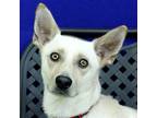 Adopt Dijon a Corgi / Mixed dog in Fort Davis, TX (38985937)