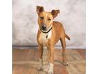 Adopt Arthur a Tan/Yellow/Fawn Shepherd (Unknown Type) / Pit Bull Terrier /