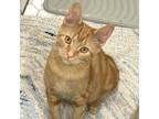 Adopt Kyle a Orange or Red Domestic Shorthair / Mixed cat in Washington