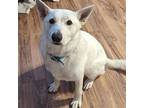 Adopt Buddy Boy a White German Shepherd Dog / Mixed dog in Grand Bay
