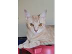 Adopt Ginny a Cream or Ivory Domestic Shorthair / Mixed (short coat) cat in Ball