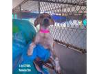 Adopt J-Lo a Brown/Chocolate Australian Cattle Dog / Pointer / Mixed dog in