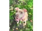 Adopt Nala a Tan/Yellow/Fawn Mixed Breed (Large) / Mixed dog in Georgetown