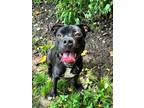 Adopt Hickory a Black Mixed Breed (Large) / Mixed dog in Georgetown