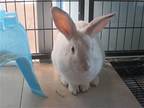 Adopt LUCIE a Other/Unknown / Mixed (medium coat) rabbit in Tustin