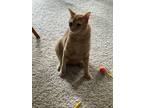 Adopt Picard a Orange or Red Domestic Shorthair / Mixed (short coat) cat in