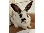 Adopt Gaia a American / Mixed rabbit in Novato, CA (38985459)