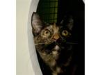 Adopt Mona a Tortoiseshell Domestic Shorthair / Mixed (short coat) cat in