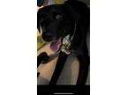 Adopt Sassy a Black Labrador Retriever / Labrador Retriever / Mixed dog in
