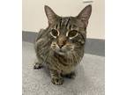 Adopt Tigger a Domestic Shorthair / Mixed cat in Sheboygan, WI (38984821)