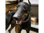 Adopt Duke a Black Doberman Pinscher / Mixed dog in Yuma, AZ (38984741)