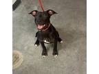 Adopt Selena a Black Labrador Retriever / American Pit Bull Terrier / Mixed dog