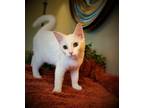 Adopt Brie a White Domestic Shorthair / Mixed (short coat) cat in Taylor