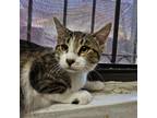 Adopt Farrah a Gray or Blue Domestic Shorthair / Mixed cat in Laredo